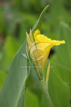 美人蕉 花卉鲜花 植物 黄色