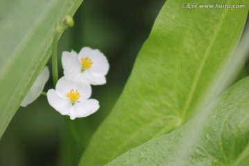 绿叶间的白色花朵