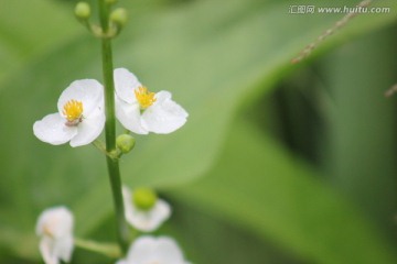 稻田间的白色花朵