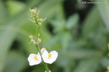 稻田中的白花
