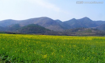 油菜花