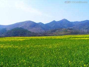 油菜花