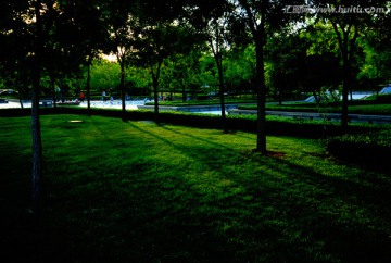 夕陽下的公園樹林