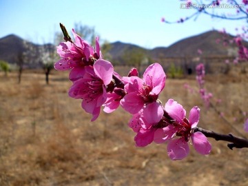 桃花