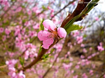 桃花