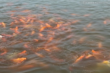 红鲤鱼群