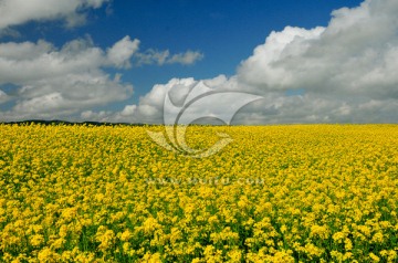 大美青海 蓝天白云 油菜花