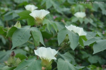 棉花 花卉