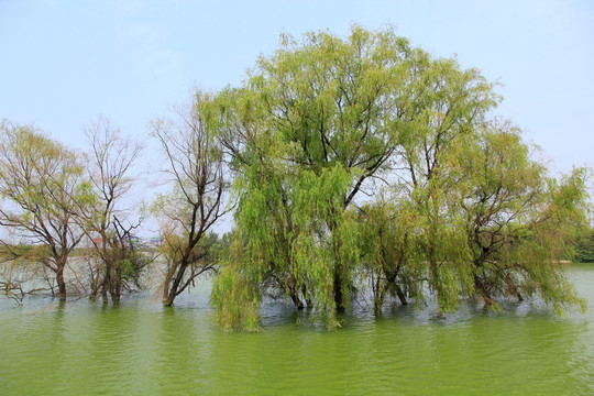 河中柳