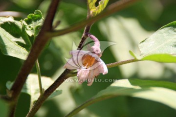 茄子花