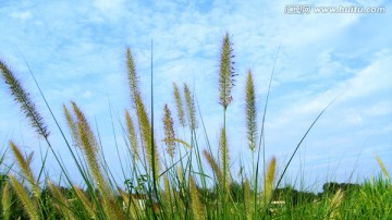 狗尾巴草