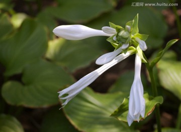 玉簪花