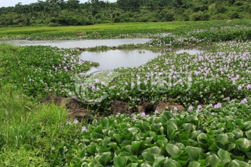 水葫芦花丛