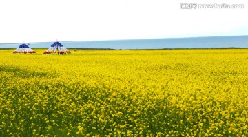 油菜花