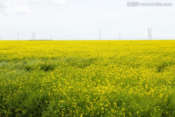 油菜花