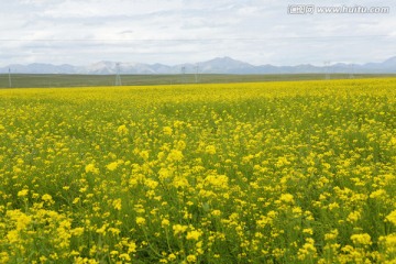 油菜花