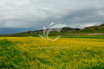 大美青海 油菜花 油菜花海