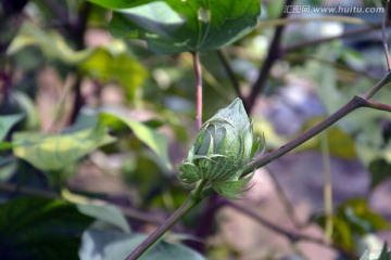 棉花 棉桃