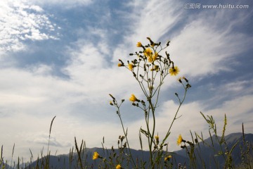 鲜花盛开的草原