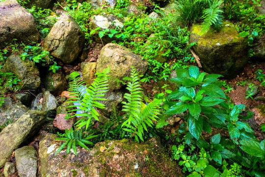 蕨类植物