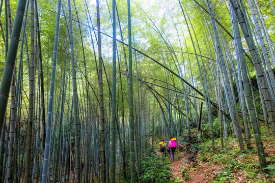 竹林探险