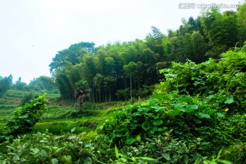 竹海