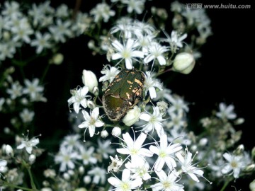 小青花金龟子 银柴胡花