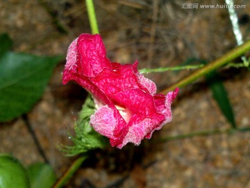 棉花花