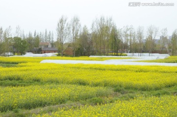 村前的油菜花海