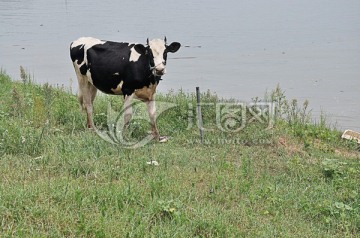 草坡上的奶牛