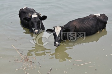 奶牛在水中