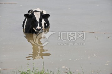 奶牛 水中