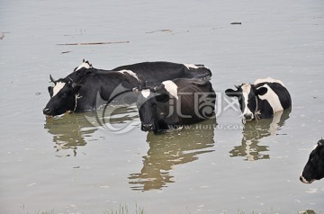 奶牛水中避暑