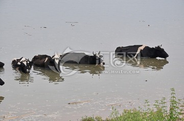 奶牛水中避暑