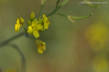 草原花卉