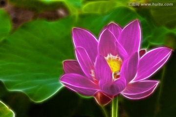 荷花 裝飾畫