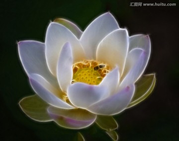 花卉 裝飾畫 無(wú)框畫