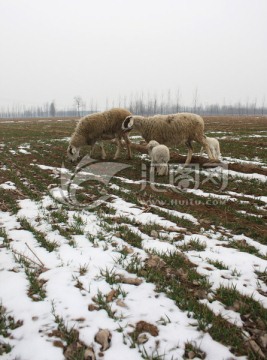 雪地的绵羊