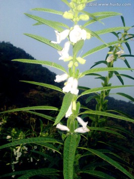 芝麻开花节节高