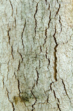 树皮裂纹