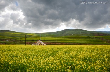 青海风光 油菜花