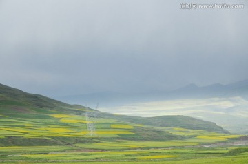 青海风光 油菜花