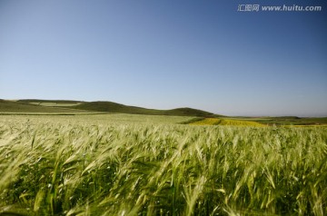 青稞 大麦