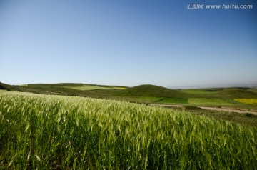 青稞地 青海风光