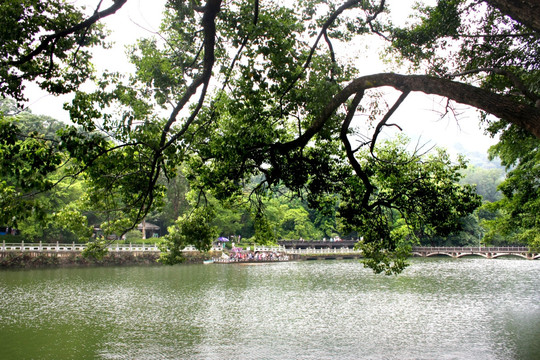 湖泊边树木