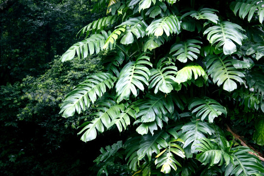 植物叶子