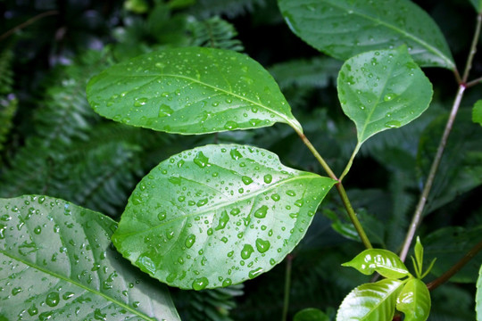 雨后绿叶