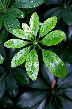 雨后绿叶