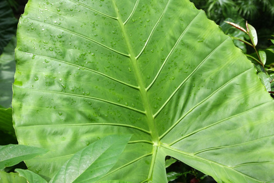 水珠植物风景