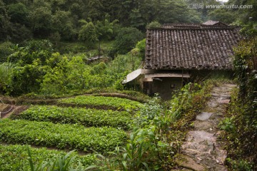 客家人山村茶田景观